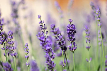 Obraz na płótnie Canvas Lavender Flowers Macro