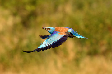 The European roller (Coracias garrulus) flying out of a nesting cavity with a yellow field in the background. Blue bird in flight.