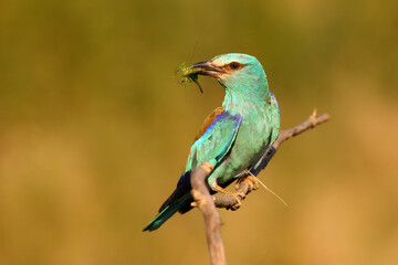 The European roller (Coracias garrulus) with the grasshopper in its beak with yellow background. A beautifully blue bird with a massive beak with prey in the yellow sunset.