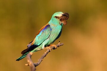 The European roller (Coracias garrulus) with a mouse in its beak.Beautiful blue bird with prey in its beak in golden light.