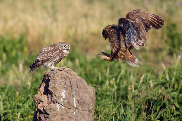 The little owl (Athene noctua) older owl brings food to your youth sitting on the stone. An adult owl flies to its young with its prey.
