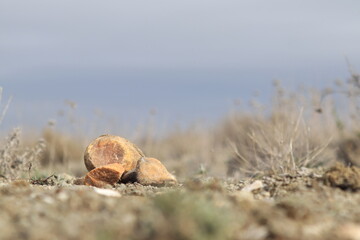 paisaje piedras anaranjadas en campo con hierva y fondo de cielo