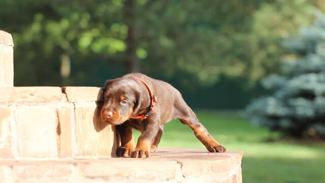 Dobermann puppy having rest on stears