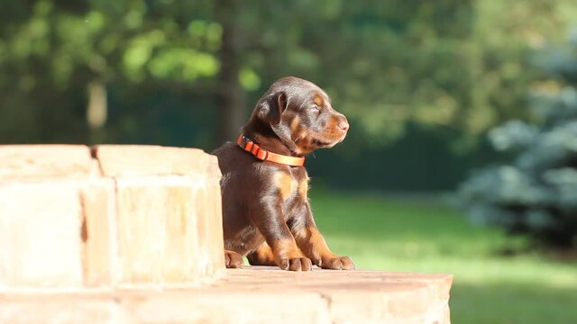 Dobermann puppy having rest on stears