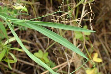 Annual Yellow Vetchling (Lathyrus annuus)