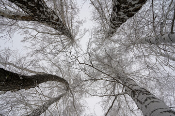 crowns of birch trees, tree in the woods