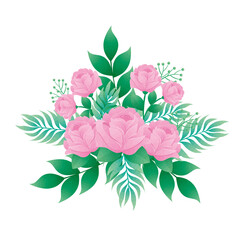 pink color roses flowers and leafs decorative icon vector illustration design