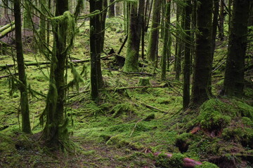 Fototapeta premium trees in the forest
