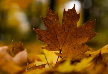 autumn leaf