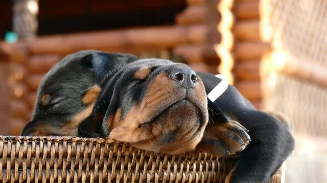 Dobermann puppy having rest on stears