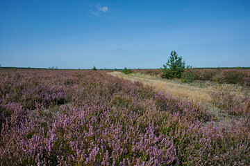 Lavender fields in region
