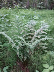 ferns in the forest