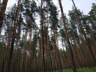 trees in the forest