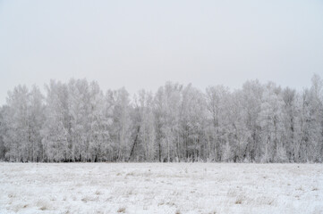 snow covered trees in winter