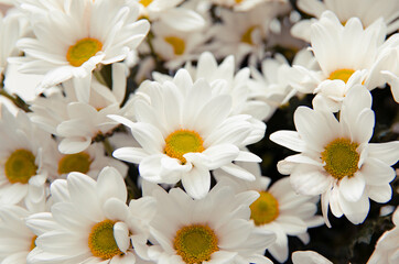 Fototapeta premium white flowers on a white background