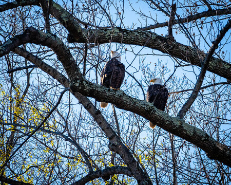 Bald Eagles on the look out for food in Northern Va. Image taken on November 24, 2020