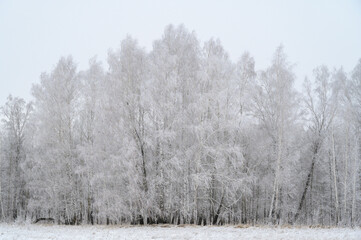 snow covered trees in winter