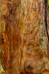 relief texture of tree bark