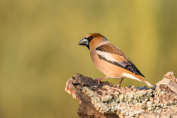 hawfinch bill perched on an oak log