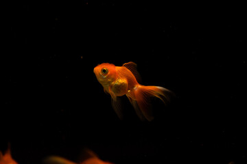 goldfish isolated on black background. Beautiful aquarium fish