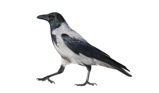 hooded crow (Corvus cornix) isolated on White background
