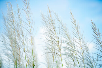 Obraz premium White Tall Reeds Grass Flower