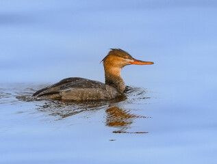 Female Red-breasted Merganser with Reflection Swimming in Blue Water in Fall