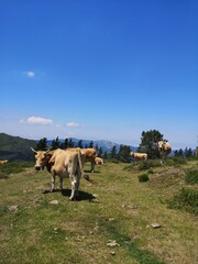 Senderismo por rutas del Bizkaia, con vacas.