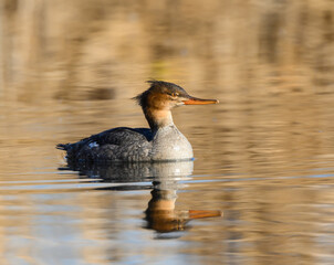 Female Red-breasted Merganser with Reflection Swimming in Brown Water in Fall