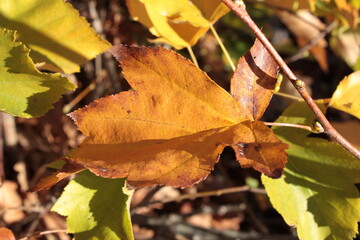 i colori dell'autunno nelle foglie secche