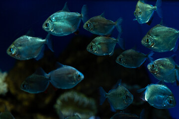 Obraz premium Silver dollar (Metynnis lippincottianus) floats in a freshwater aquarium