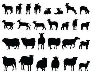 Black silhouettes sheep on a white background