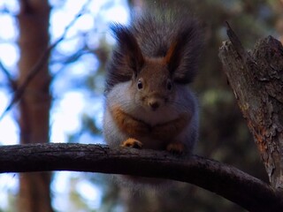 Лес и его обитатели