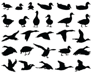 Black silhouettes ducks on a white background
