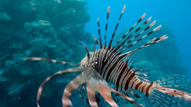 Closeup of Lionfish swims to the coral reef. Red Lionfish&nbsp;(Pterois volitans). Follow shot
