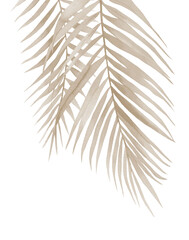 Dried palm branches. Pastel beige leaves. .Watercolour illustration isolated on white background. © Anna