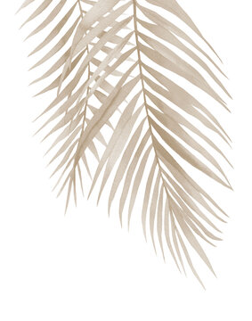 Fototapeta Dried palm branches. Pastel beige leaves. .Watercolour illustration isolated on white background.