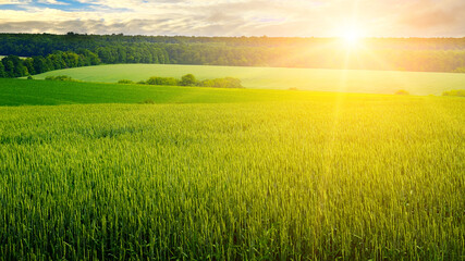Green field, sun and blue sky. Wide photo.