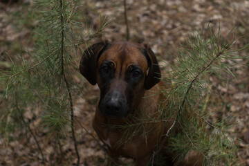 Beautiful dog rhodesian ridgeback hound outdoors on a forest background