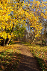 Fototapeta na wymiar autumn landscape path in the Park