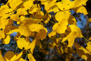 autumn landscape with yellow leaves on a branch