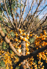 Sea Buckthorn is ready to be picked up and used for any purposes.