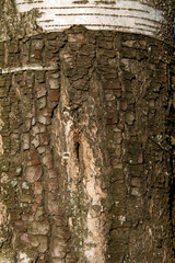 relief texture of tree bark