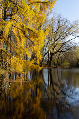 autumn landscape forest pond surrounded by trees