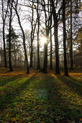 Fototapeta premium sunlight through autumn trees
