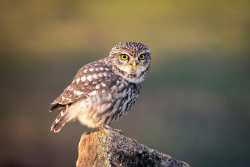 European owlet perched on a stone at sunset