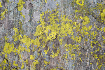 lichen on stone