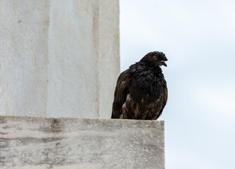 Travel to historical places in Greece.