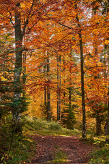 Colorful forest in the fall