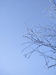 branches of a tree in winter